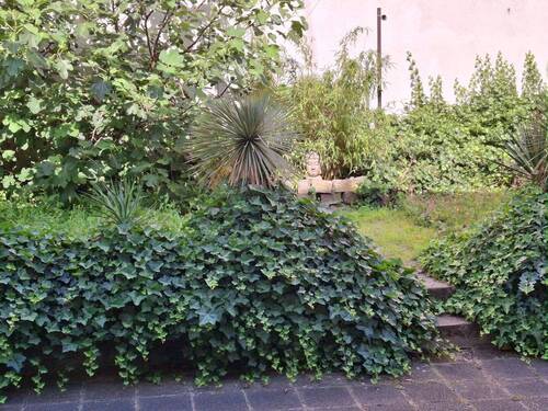 H 544 Gruenstreifen im Hof.jpg - 