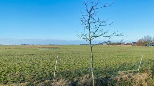angrenzende Felder Richtung Dagebüll - 