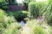kleines Biotop - 