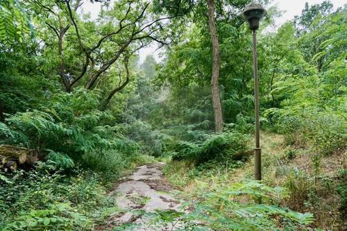 Weg auf dem Grundstück - Grundstück in Schorfheide