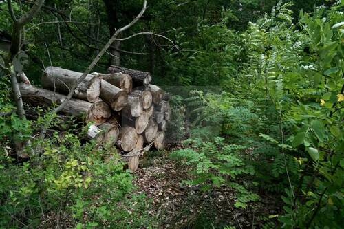 Größere Bäume sind bereits vom Baufeld entfernt - Grundstück in Schorfheide zum Kaufen