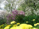 Der Garten im Frühling - 