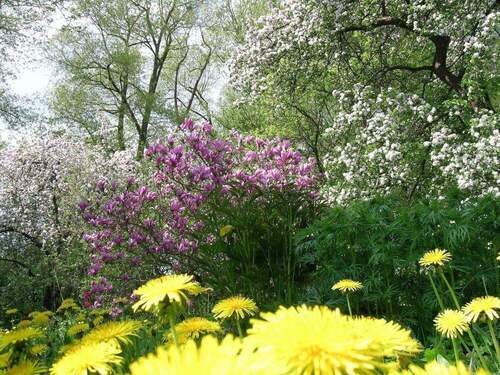 Der Garten im Frühling - 