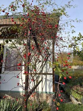 Bild 2 - Grundstück zum Kaufen in Meckfeld bei Bad Berka