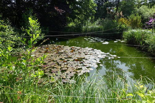 Gartenteich - 