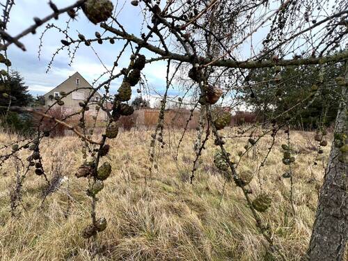 Grundstück - Grundstück in Rothenburg/Oberlausitz zum Kaufen