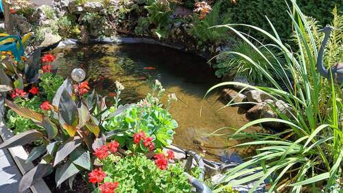 Goldfischteich - 