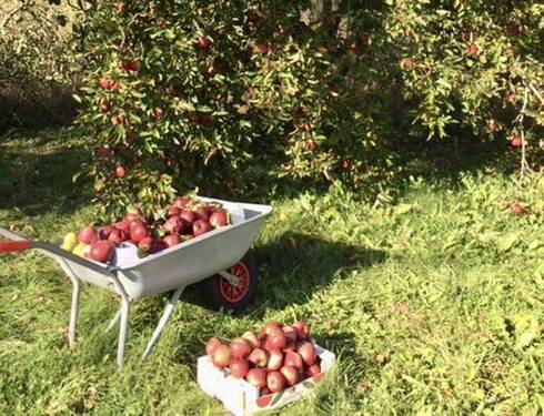 Separater Obstgarten - 
