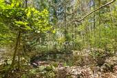 Biotop kleiner Fisch-Teich - 