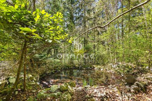 Biotop kleiner Fisch-Teich - 