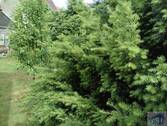Garten - Einfamilienhaus mit 94,00 m&sup2; in Bernstadt zum Kaufen