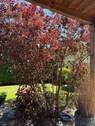 Blick zum Garten - 