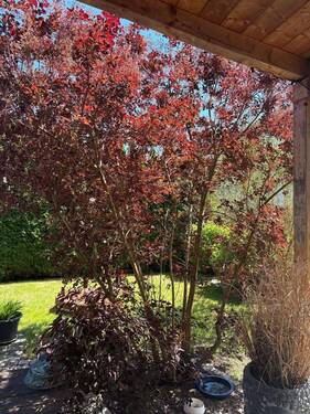 Blick zum Garten - 