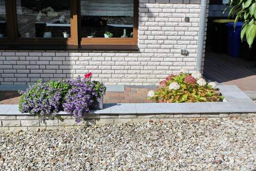 Zierpflanzen - 