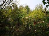 Garten1 - 