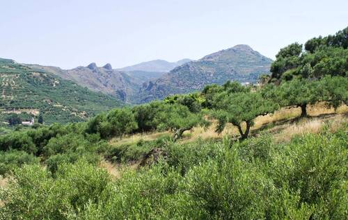 Kreta Olivenbäume - 