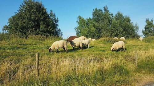 Schafe auf dem Deich - 