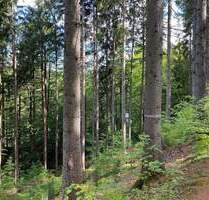 Große Waldflächen mit Zuwegungen - Flossenbürg