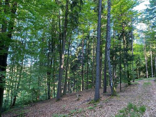 3Rlz9JUw.jpeg - Grundstück in Flossenbürg