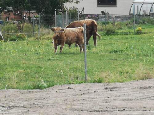 Einige direkte Nachbarn - 