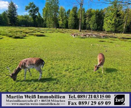 Wildgehege Wörnbrunn.jpg - Sonniges und ruhiges Grundstück in Grünwald Nähe Grünwalder Forst