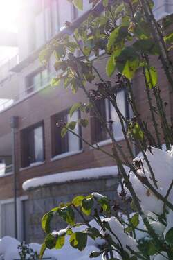 Rosen im Winterschlaf.JPG - Etagenwohnung mit 65,00 m&sup2; in Bodman-Ludwigshafen zur Miete