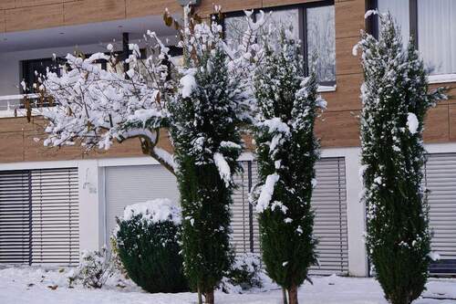 Zypressen im Wintermantel.JPG - 