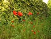 Detail Garten Hecke - 