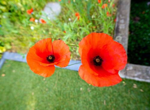 Detail Garten - 