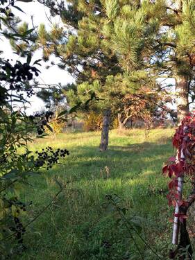 Wiese mit Baumbestand - Einfamilienhaus mit ca. 1.790,00 m² großer Wiese in ländlicher Lage von Querfurt