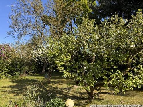 blühende Obstbäume - Grundstück in Hohen Neuendorf zum Kaufen