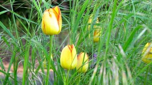 Frühling im neuen Zuhause - 