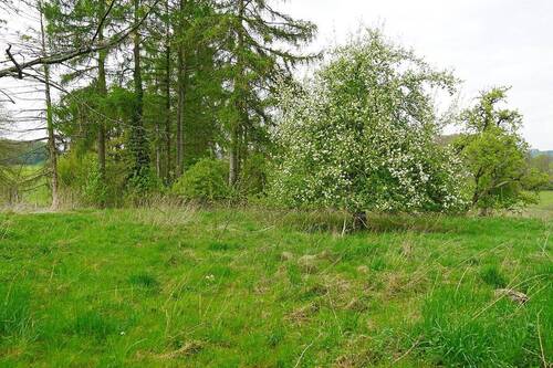 Apfelbaum mit Wiese - 