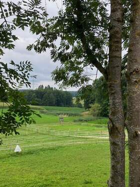 Blick vom Platz Richtung Wald - 