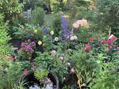 Blumenbeet im Sommer - 
