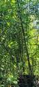 Bambuswäldchen - 
