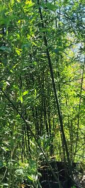 Bambuswäldchen - 