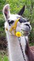 Lama Kolumbus - 