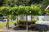 Platanengarten - 