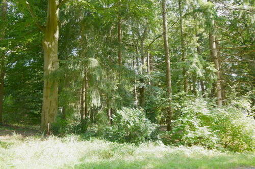 Bewuchs.jpg - Grundstück zum Kaufen in Hechthausen