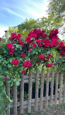 Garten - 6 Zimmer Einfamilienhaus zum Kaufen in Ahrenshoop