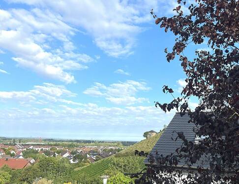 Fantastischer Blick in die Rheinebene und die Weinberge - 