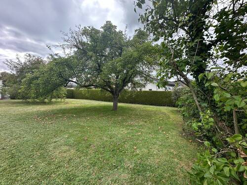 wunderbare Obstbäume, Vorgarten - 5 Zimmer Einfamilienhaus in Kreuzau