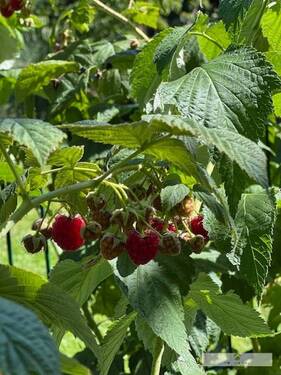 Die Ernte an Himbeeren aus dem eigenem Garten - 