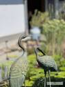 Gartenteich-Impressionen - 