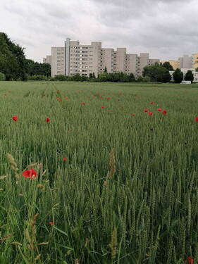 Blick auf die Wohnanlage - 