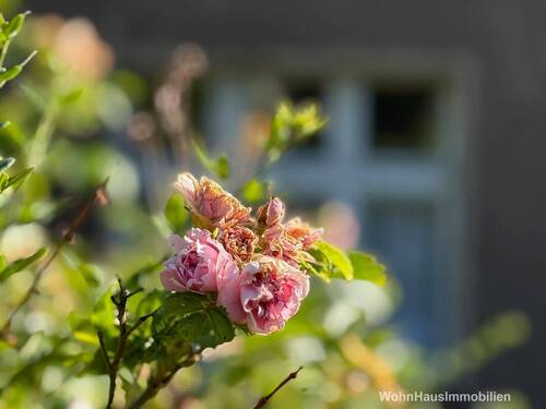 Förmlich im Dornröschenschlaf - Grundstück zum Kaufen in Panketal