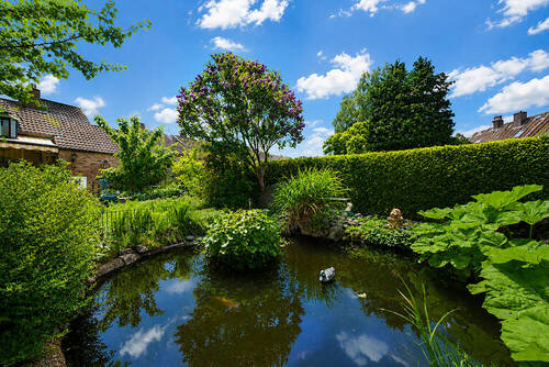 Teich_Sommer - 