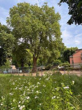 Baum und Wiese.jpg - 4 Zimmer Etagenwohnung zum Kaufen in Dresden