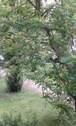 Innenhofgarten2.jpg - 